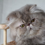 lilac tabby persian