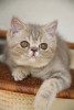 lilac tabby exotic female 7 months old