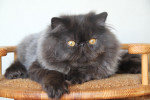 black persian