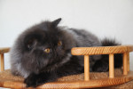 black persian