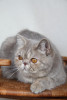 lilac tabby exotic