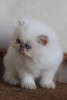 lilac tabby point persian