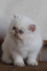 lilac tabby point persian