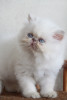 lilac tabby point persian