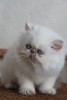 lilac tabby point persian