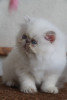 lilac tabby point persian