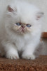 lilac tabby point persian