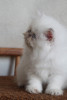 lilac tabby point persian