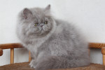 lilac persian