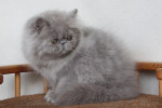 lilac persian