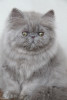 lilac persian