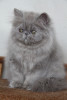 lilac persian