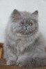 lilac persian