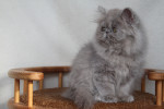 lilac persian