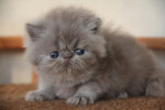 lilac persian