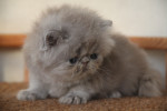 lilac persian