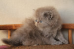 lilac persian