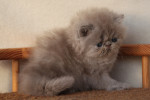 lilac persian